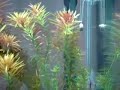 Aquario em desenvolvimento, com apenas 4 meses. 