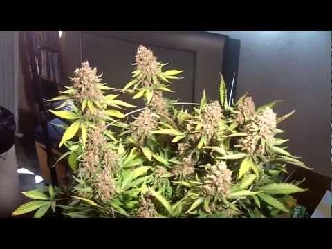 how to grow purple kush indoors