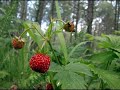 Fragaria vesca L. - Fragolina di bosco