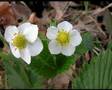 Fragaria vesca L. - Fragolina di bosco