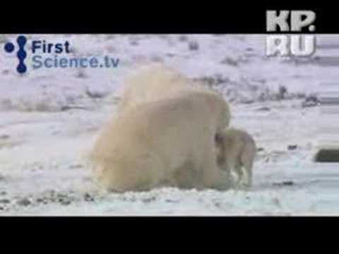 Видео 'Медведь дружит с собаками'