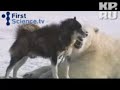 Белый медведь подружился с собаками