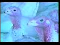 The Making of a Turkey