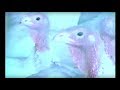 The Making of a Turkey