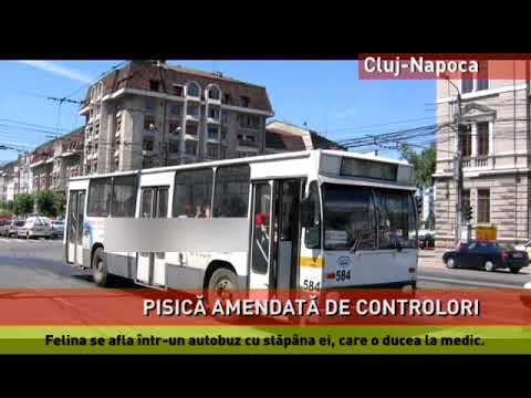 O pisică a fost amendată, fiindcă circula cu autobuzul