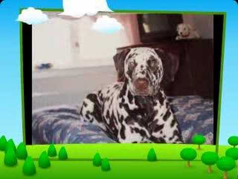 My dalmatian Kelly