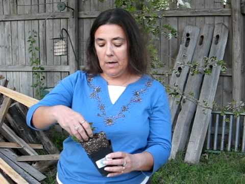 how to harvest geranium seeds