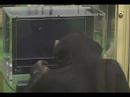 chimp
