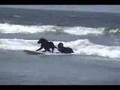 Loews Coronado Bay Surf Dog Competition 2008