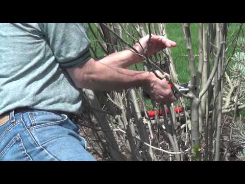 how to transplant hibiscus syriacus