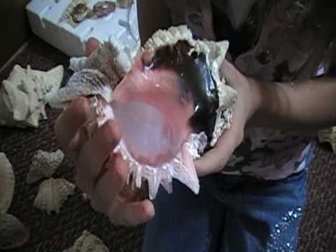 how to collect shells