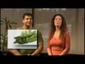 Celebrity Diets - Weekend Diet Secret - Fast Weight Loss!