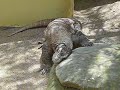 Komodo Dragon at Sydney\