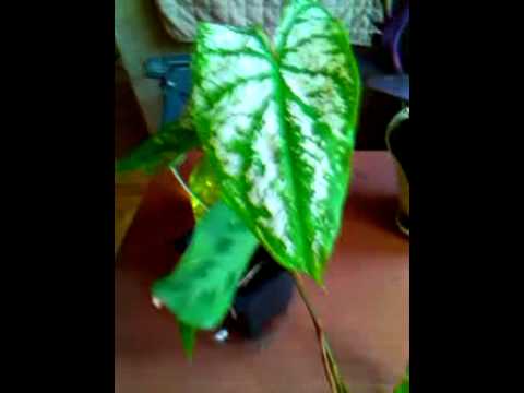 how to care for a wandering purple jew plant