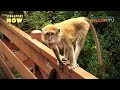 Monkey Lashes Out at Boys! (Monkey Business Pt 1)