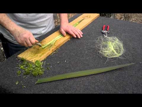 how to remove yucca leaves