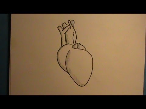 how to draw human heart