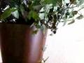 おとしだま動画9