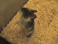 hamster escape hamster escape