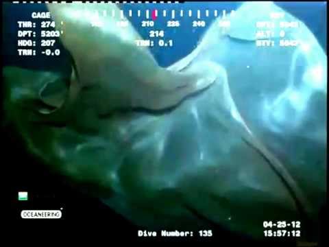 weird marine animals - Strange Sea Creature Deep In The Ocean location unknown info on the video says it was filmed on 4-25-2012 At 5200 feet Music by www.danosongs.com Song- Magic...