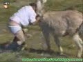 Recopilacion de videos divertidos