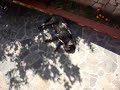 Annibale the neapolitan mastiff snore