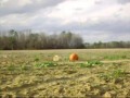 Death of a Pumpkin