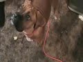 Walking My Dogs