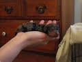 Baby Dachshund