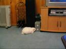 Sebastian Rabbit having a good time.