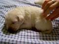 Labrador Retriever video