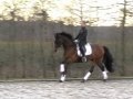VERKOCHT!!! : DRESSUURPAARD