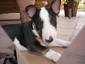 little ashes \" keiko\" - bull terrier- little ashes \" keiko\" - bull terrier-