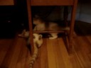 Tender Heart Pet Rescue Teela and Exxon Playing around the chair