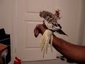 cocktail bird mastrubating AMazing cocktail bird mastrubating AMazing