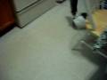 videos de Cat chasing laser