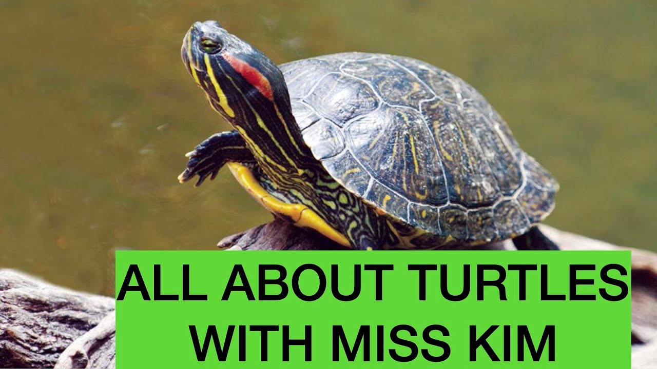ALL ABOUT TURTLES