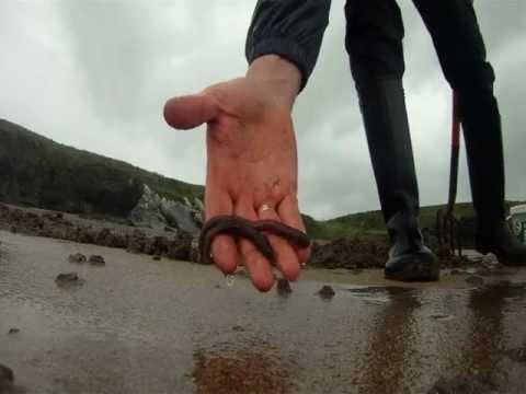 how to collect lugworm