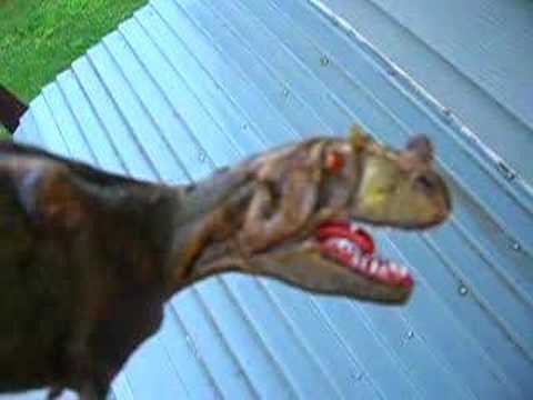 Ceratosaurus