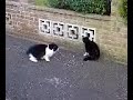 talking cats in bradwell! talking cats in bradwell!