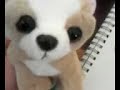 my webkinz chihuahua drawing
