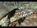Herping with Dylan: Box Turtle Herping with Dylan: Box Turtle