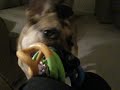 Koch loves this toy!