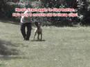 Family K9 Dog Training (www.familyk9.org)