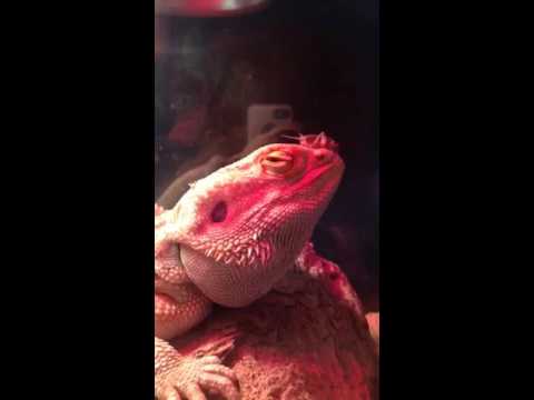 The Real Reason Why Your Bearded Dragon Is So Lazy – beardeddragontank