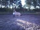 Banshee steigeren