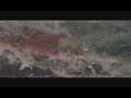 Kauai Blacktail Buck