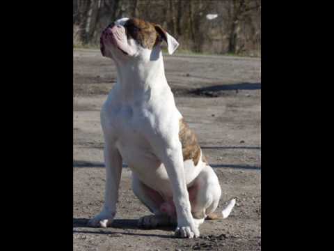 bulldog americano
