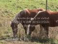 La creacion del caballo La creacion del caballo