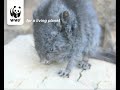 Laotian Rock Rat Laotian Rock Rat
